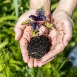 The Future of Farming: Why Hydroponics…